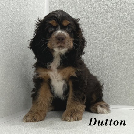 puppy, for, sale, Cocker Spaniel, Joe & Cherri  Overlease, dog, breeder, Miller, MO, dog-breeder, puppy-for-sale, forsale, nearby, find, puppyfind, locator, puppylocator, aca